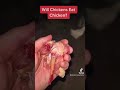 Will chickens eat chicken meat? 🤯 #backyardchickens #chickens #shorts