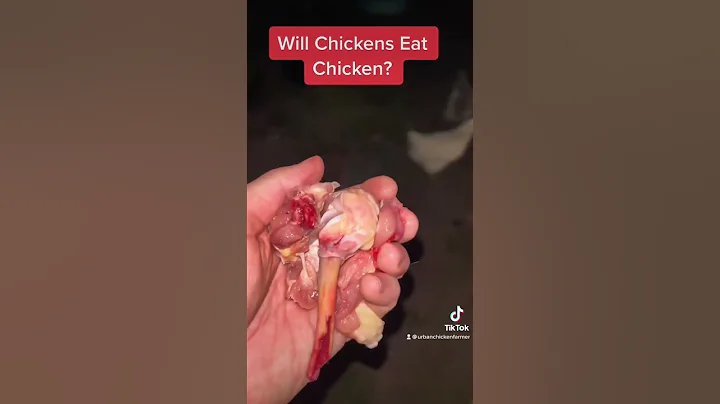 Will chickens eat chicken meat? 🤯 #backyardchickens #chickens #shorts - DayDayNews