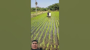 Cách làm giúp đất tươi xốp và diệt cỏ cho lúa mước #farming #paddyfarmers #agriculture