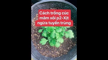 Cách trồng cúc mâm xôi tốt nhất Tết 2021 phần 2  - Xịt ngừa tuyến trùng cho cây