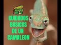 Cuidados basicos de un camaleon - Blacky Blog