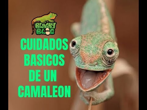 Video: Cómo Cuidar A Un Camaleón