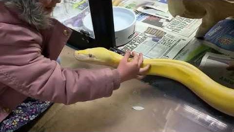 6 year old & 14ft Reticulated Python saying hello.