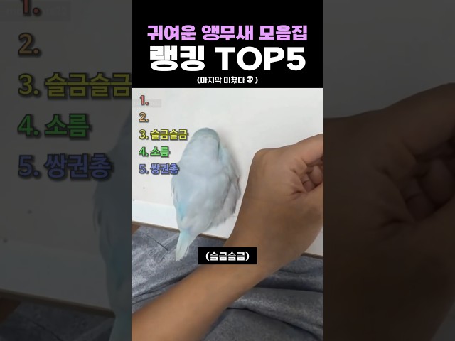 귀여운 앵무새 모음집 랭킹 TOP5