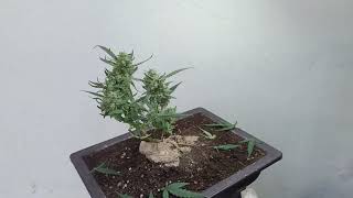 บอนไซกัญชา : [ Bonsai Cannabis ]