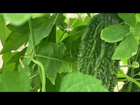 YouTube에서 運天政成「すばらしい暮し」 보기