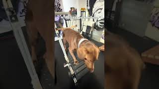 LOCKKKK INNNN  TREADMILL FROM