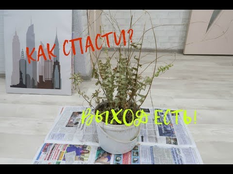 Видео: Уход за растениями Pernettya - узнайте, как вырастить куст Pernettya