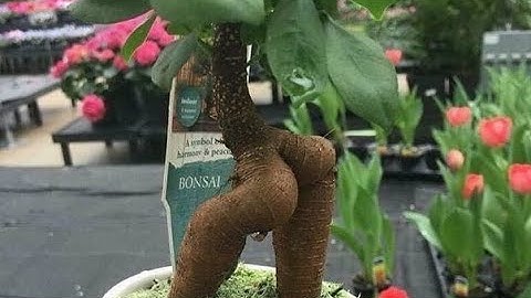 How Does Photosynthesis Work? The Science Behind Plant Growth