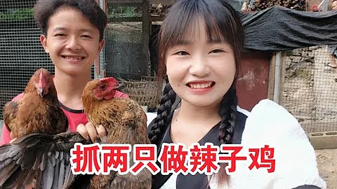 政府给每家发20只鸡苗，三四个月过去了，抓两只做辣子鸡尝尝鲜 - 天天要闻