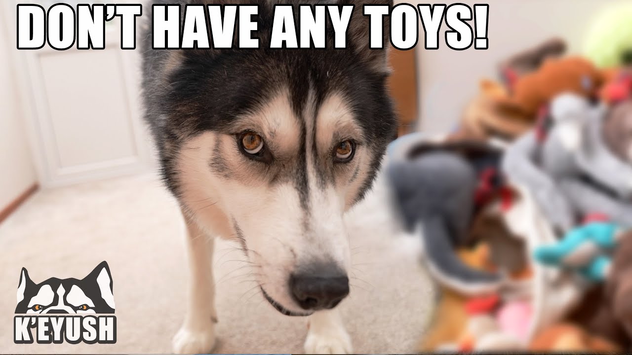 talking husky toy