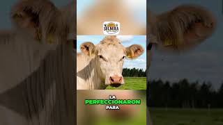 La Raíz Francesa de La Raza Charolesa en México - Solnora  #ganadería
