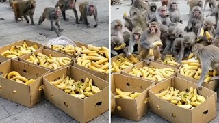 Monkeys Eating Banana Vlogs / बंदर केला खाते हुए / बंदर केला खा रहे हैं