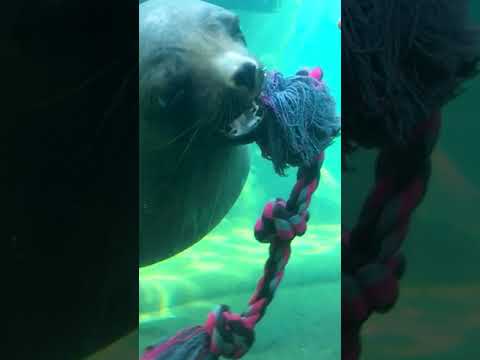 Морской котик в зоопарке Бремерхавен Bremerhaven Zoo #shorts