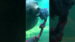 Морской Котик В Зоопарке Бремерхавен Bremerhaven Zoo #Shorts