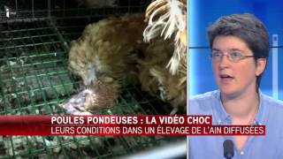 Une vidéo de l'association L214 dénonce les conditions d'élevage de poules pondeuses dans l'Ain