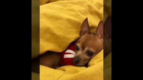 @Regranned from @lovely_mino_7  -  ㅎㅎ 귀여워. 오빠랑 알콩달콩 이불속에서 요러구 있겠다는 #이민호 #이민호반려견 #초코 #개이뻐 #leeminho