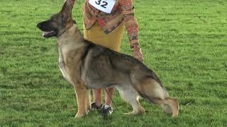 2020 GSDCA National Amateur Futurity Maturity by GSD Video 497 views 3 years ago 34 minutes