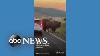 Bison rams side of car in Yellowstone National Park