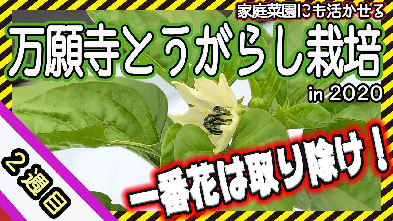 農作業 万願寺とうがらし の一番花は必ず取り除くべし 株を大きくするコツとは Youtube