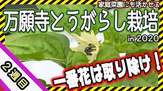 農作業 万願寺とうがらし の一番花は必ず取り除くべし 株を大きくするコツとは Youtube