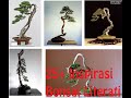 20 bonsai literati
