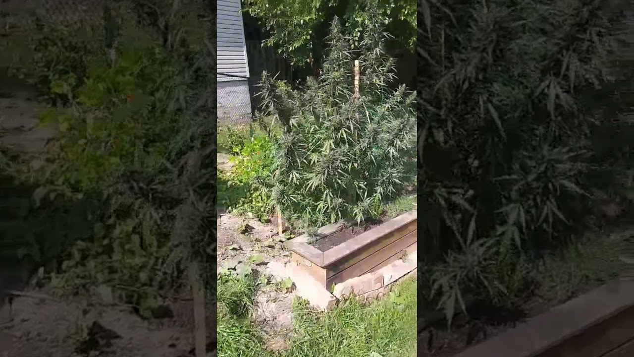 Stolen pot plants YouTube