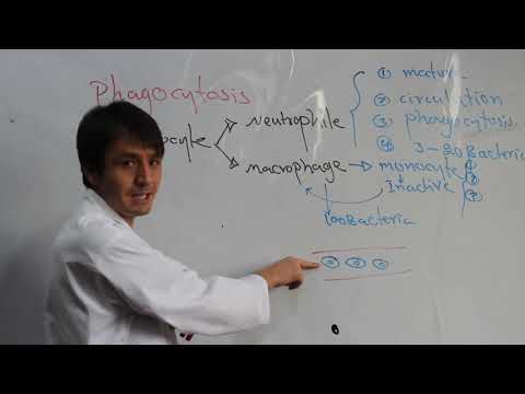        2 مقاومت عضویت در مقابل انتان فگوسایتوزس