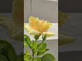 The Mystery of the Yellow Hibiscus