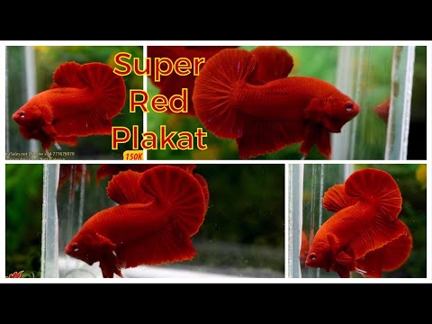 Super Red Plakat / BettaSales.net / 0777678979