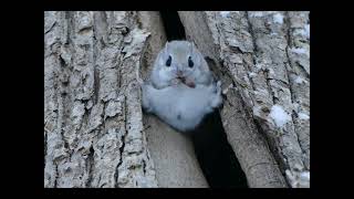 食事中のエゾモモンガEzo flying squirrel