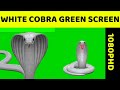 White cobra green screen  1080p.