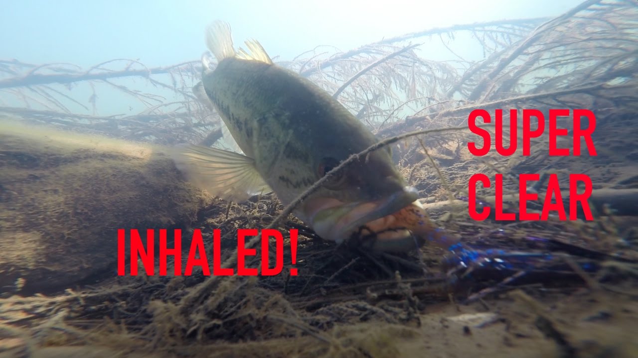 INSANE Underwater Bass Fishing Footage | SUPER Clear Bed Fishing