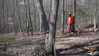 Routine Geezer Firewooding