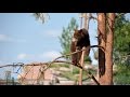 Małe miśki - young bears