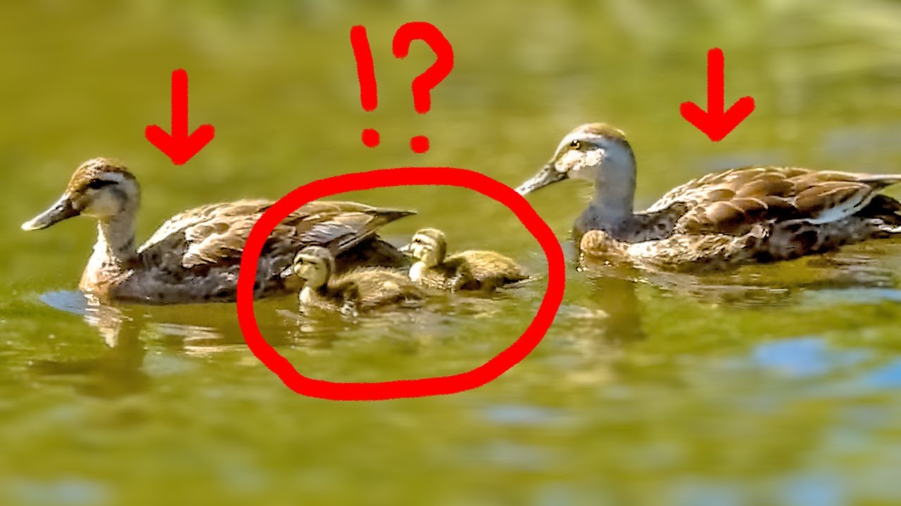baby duck & 2 mothers!? A rare relationship. Birds, nature sounds