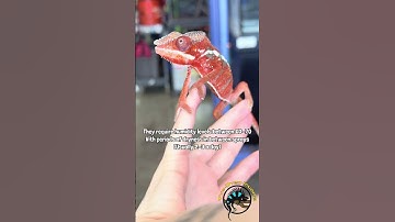 Things to know before getting a chameleon! 😱 #chameleon #lizard #reptile #animal #pets #guide