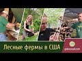 ЛЕСНЫЕ ФЕРМЫ В США