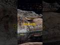 "Cool Crocodile Facts in 30 Seconds! 🐊 | ZooQuick"