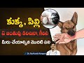 How to treat a dog bite  hydrophobia  rabies immunoglobulin  rabies vaccine drravikanth kongara