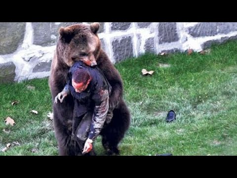 Video: Qütb ayısı qonur ayının kiçik qardaşıdır