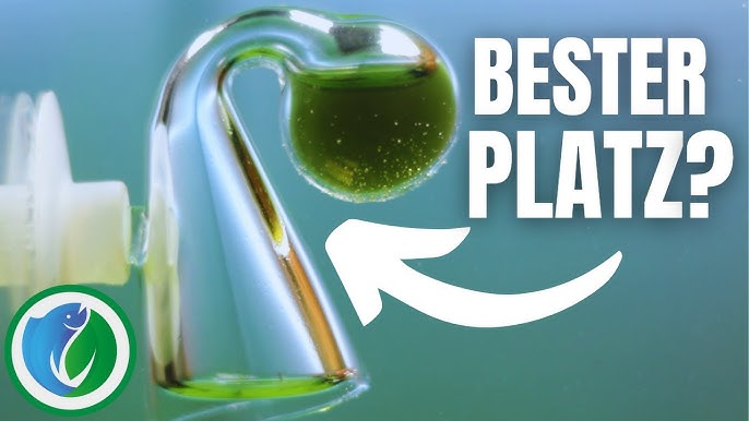 Co2 Dauertests Für Dein Aquarium Praxistest Co2, 43% OFF