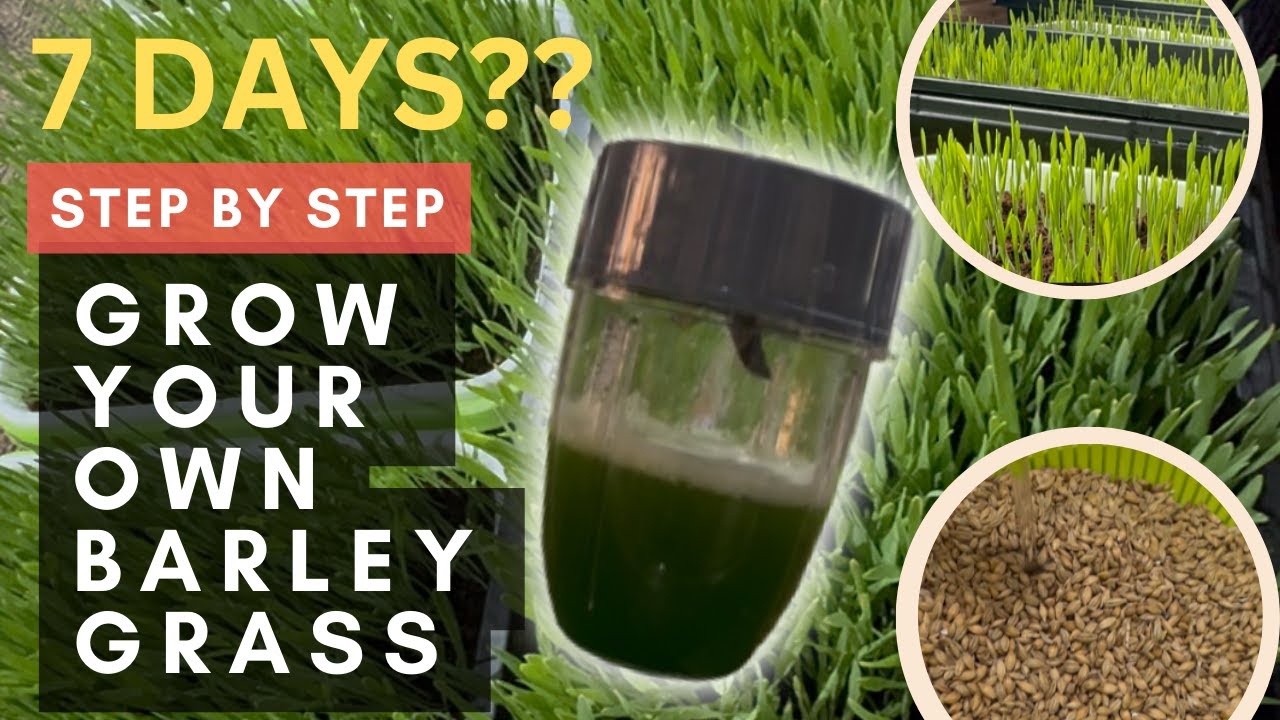 How To Grow Barley Grass At Home Easy Step by Step Tagalog Tutorial How To Grow Barley Grass At Home Easy Step by Step Tagalog Tutorial
