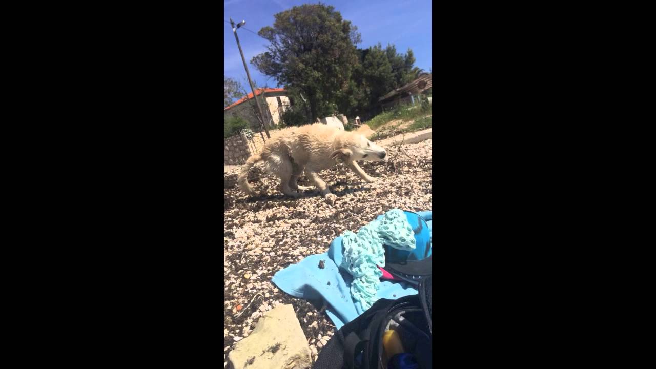 puppy paradise pets 66