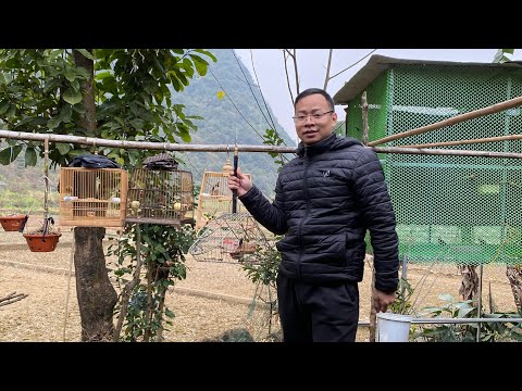 Video ĐI 80km TUYỂN CHÀO MÀO MỒI CỨNG BẤT NGỜ GẶP BỔI MƠ... - youtube