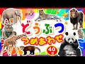 【どうぶつ あつまれ☆】動物園のどうぶつたちが大集合！！知育動画 まとめ★【40分連続再生】パンダ ライオン キリン など人気の動物がたくさん登場するよ⭐︎赤ちゃん 幼児が喜ぶ 動物知育アニメ