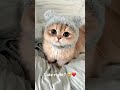 He is cute right? 🥹❤️I love him so much❤️#cat #cute