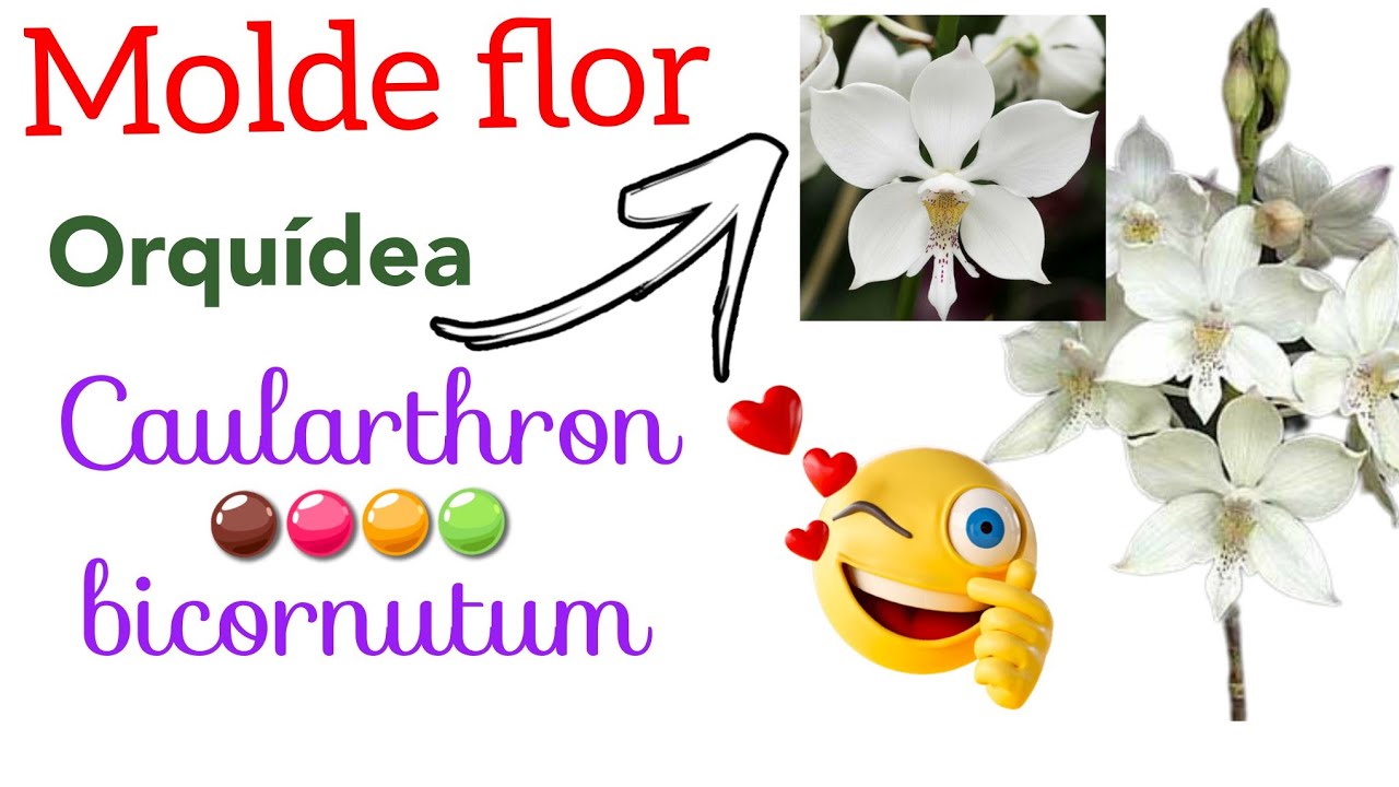 como fazer o molde da orquídea  Caularthron bicornutum.