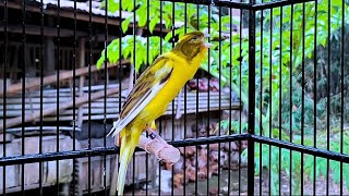 Impossible If Your Canary Does Not Immediately Sing! Belgian Canary Training