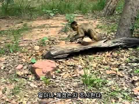 [동물지능] 카푸친원숭이의 감동적인 도구사용능력!!!(Capuchin Monkey Nut Cracking Tool Use)